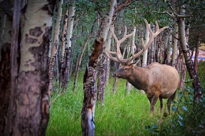 Forest fires are good because they help a wide range of plants and animals flourish.