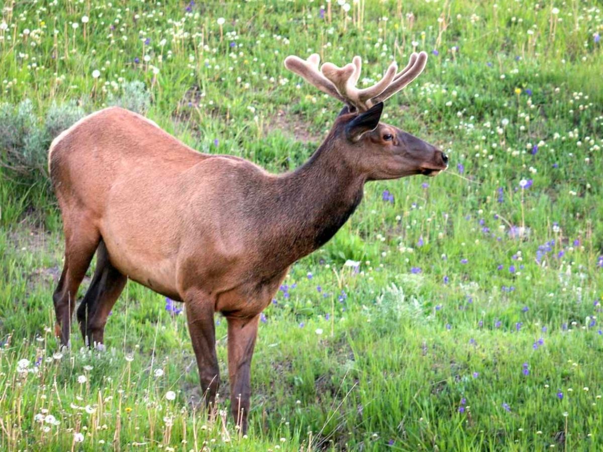 Elk with velvet antlers standing in a meadow full of wildflowers.