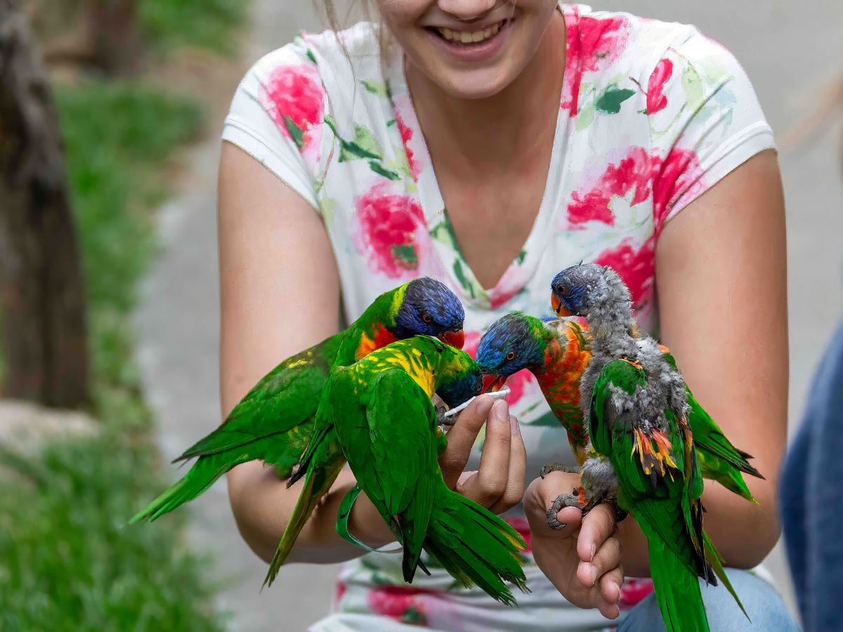 A person wearing a floral shirt is smiling while feeding four colorful parrots perched on their arms.