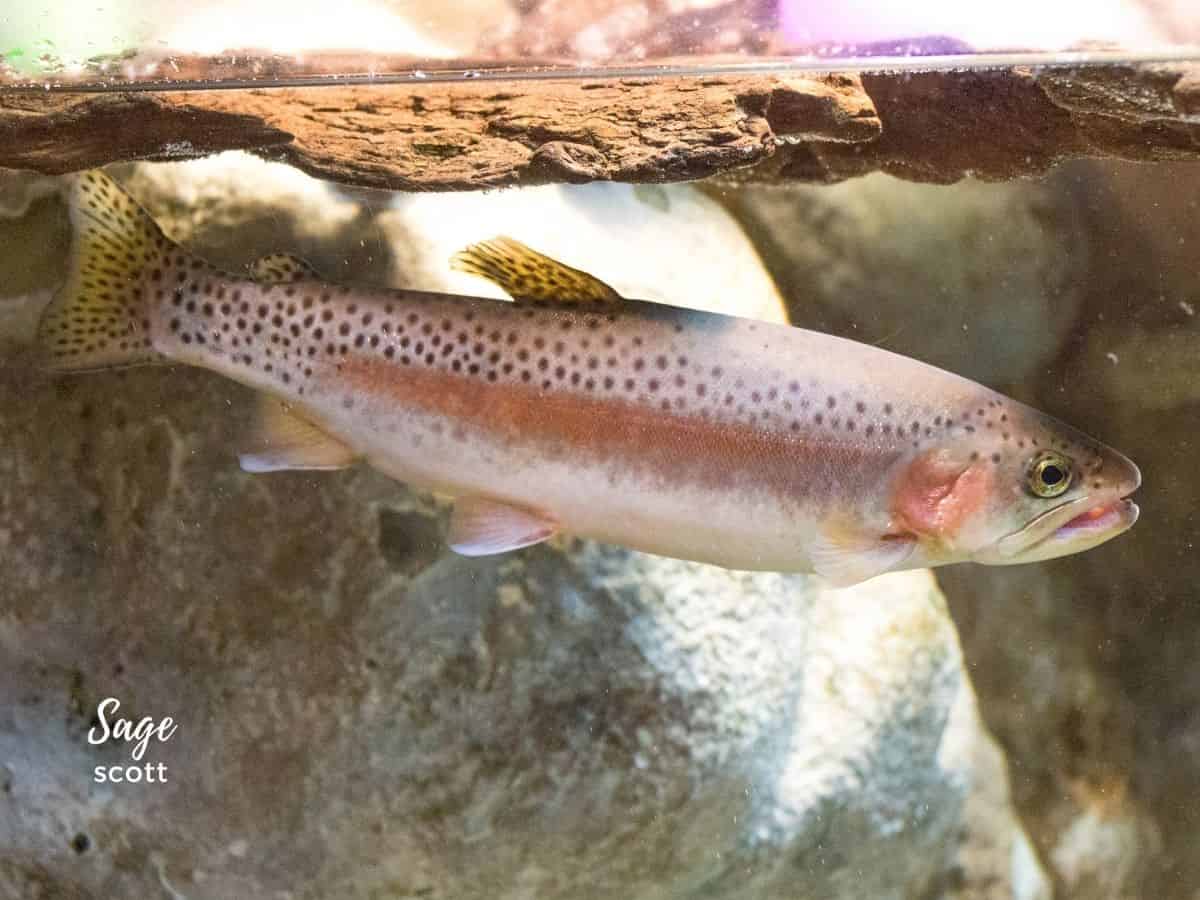 A rainbow trout swimming in an aquarium.