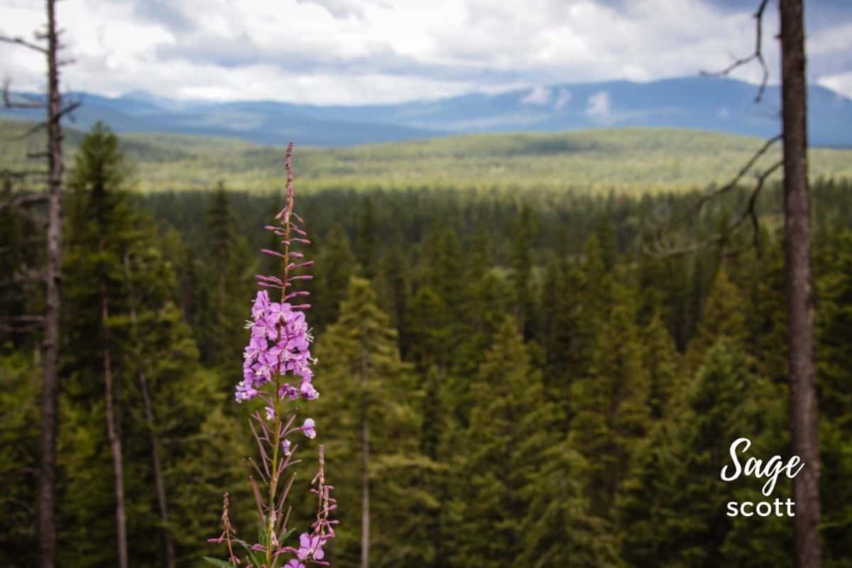 Flowers on Hiking Trail in Whitefish MT