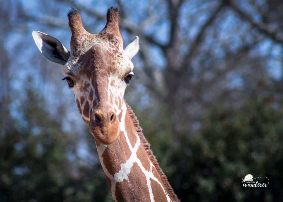 Giraffes are gorgeous African animals