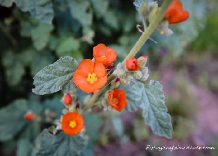 Globemallow is a common wildflower in Arizona