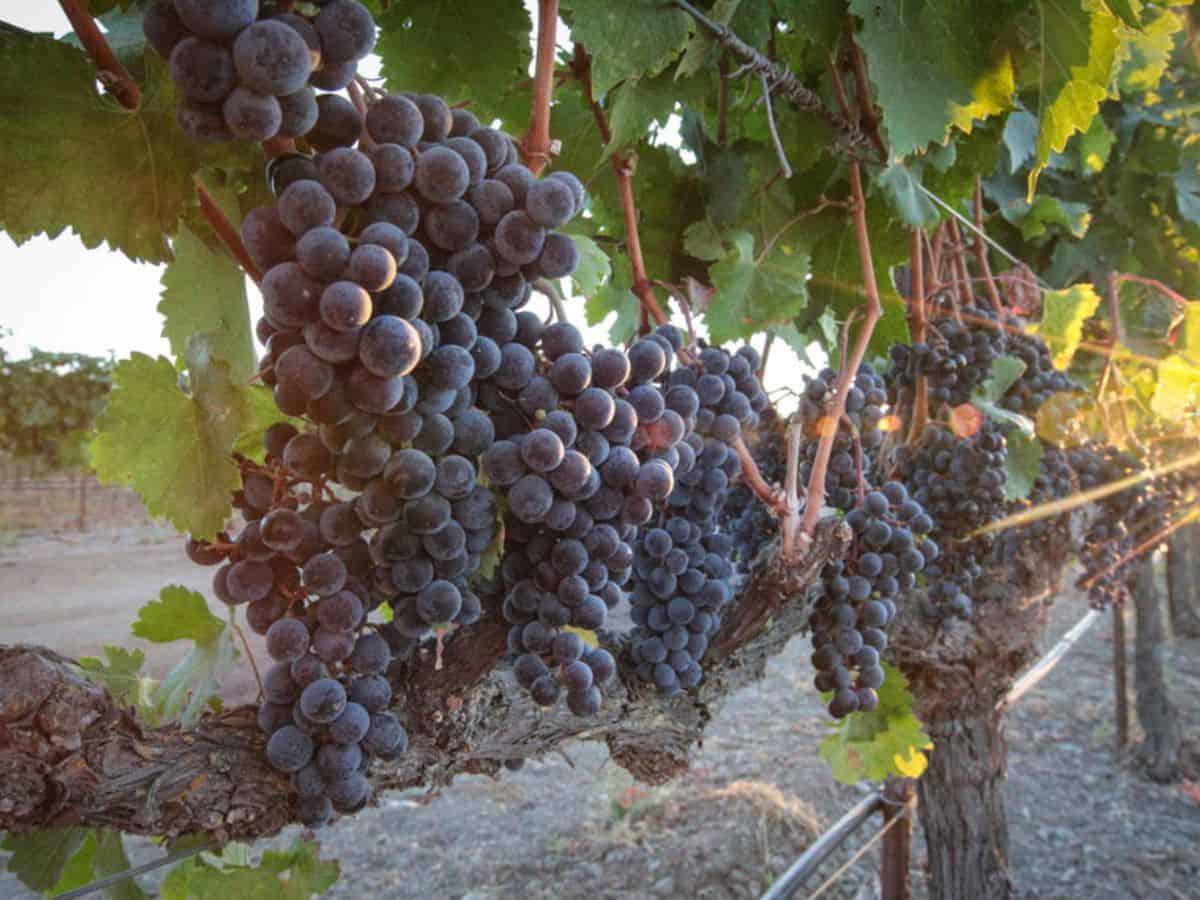 A bunch of grapes hanging on a vine in california.