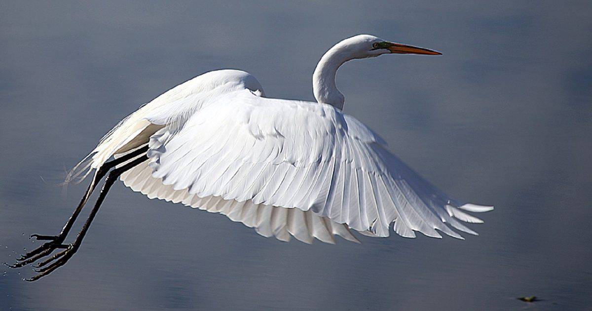 Great Egret