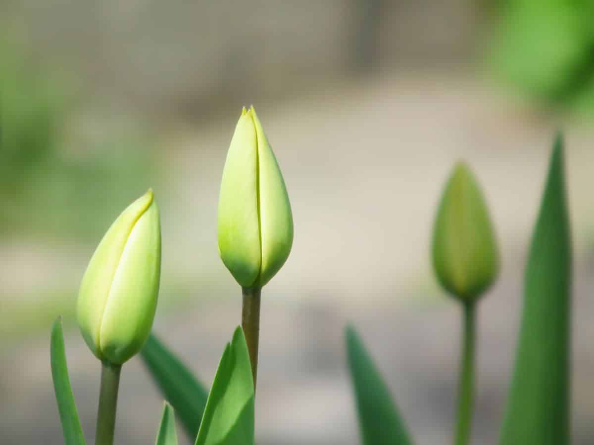 Three tulips are blooming in a garden.