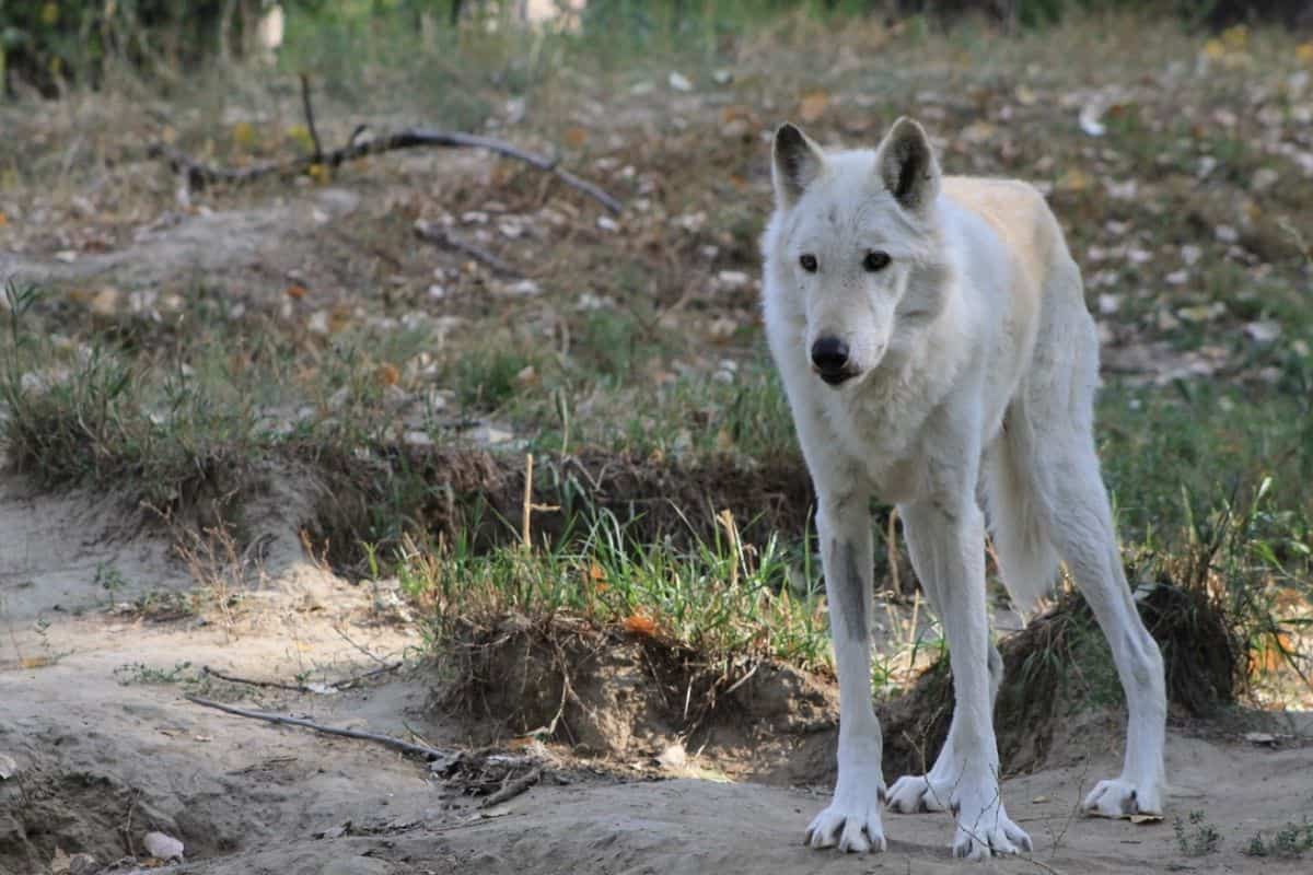 Grey Wolf at Zoo Montana in Billings