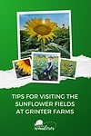 Visiting the picturesque sunflower fields at Grinter Farms in Kansas.