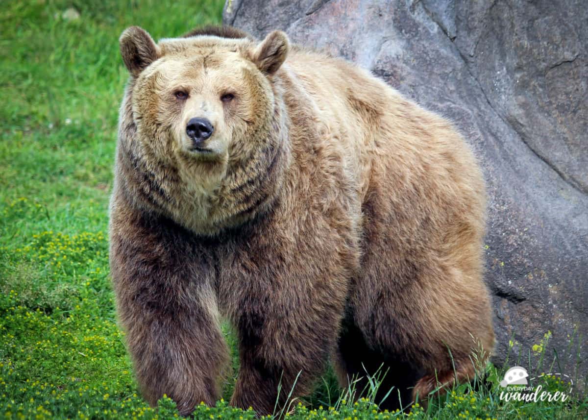Grizzly Bear in Montana