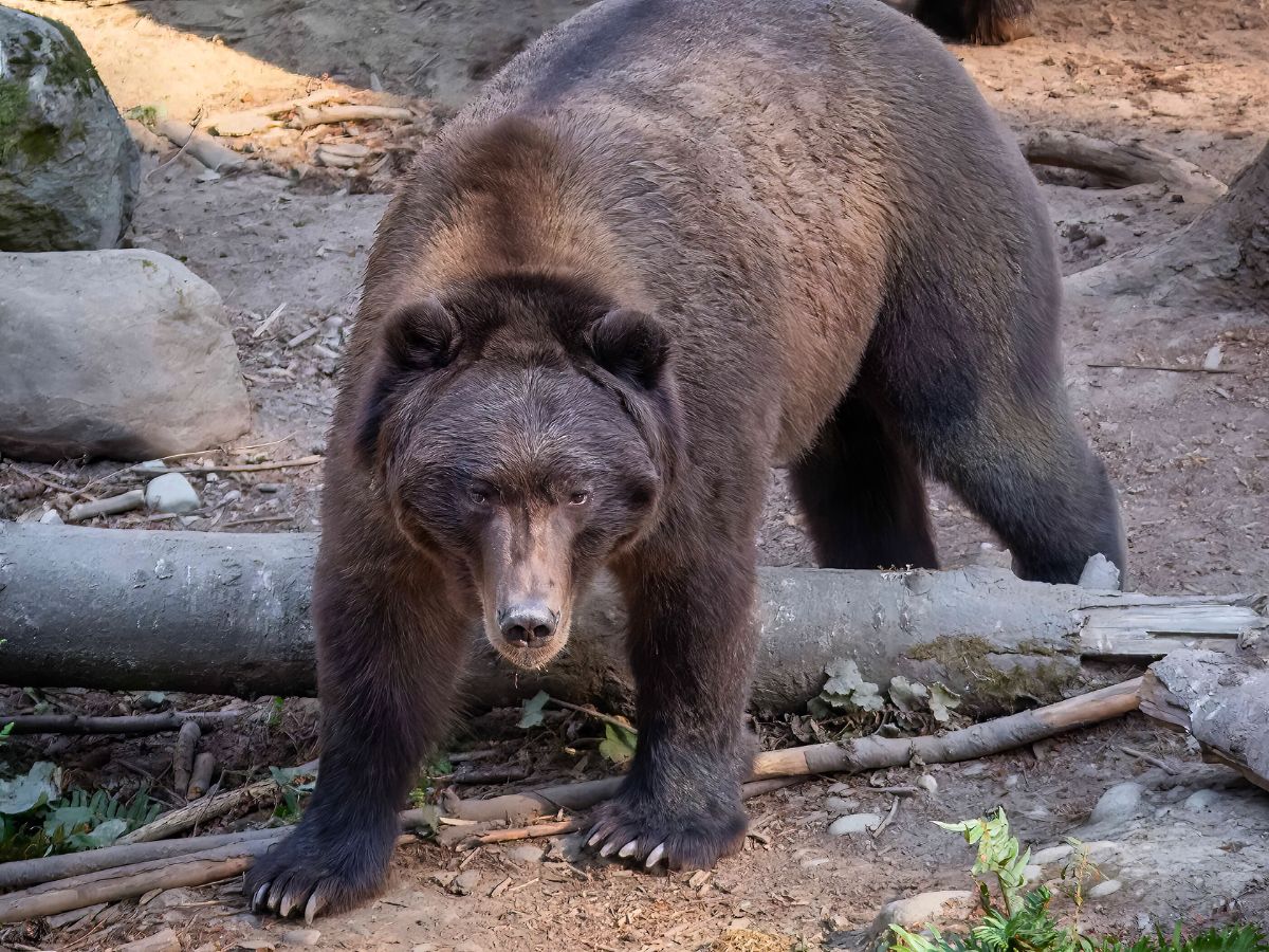A large brown bear stands on a forest floor with fallen branches and rocks around it.