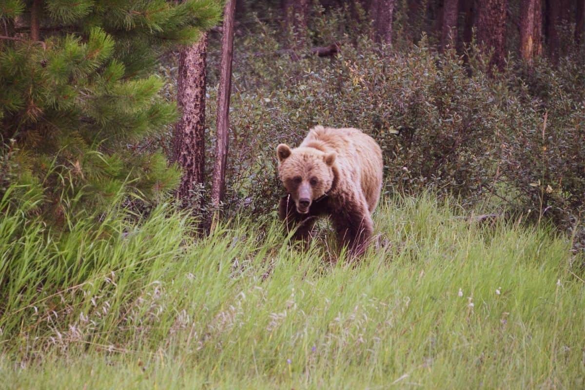 A grizzly bear in tall grass in a clearing in the woods