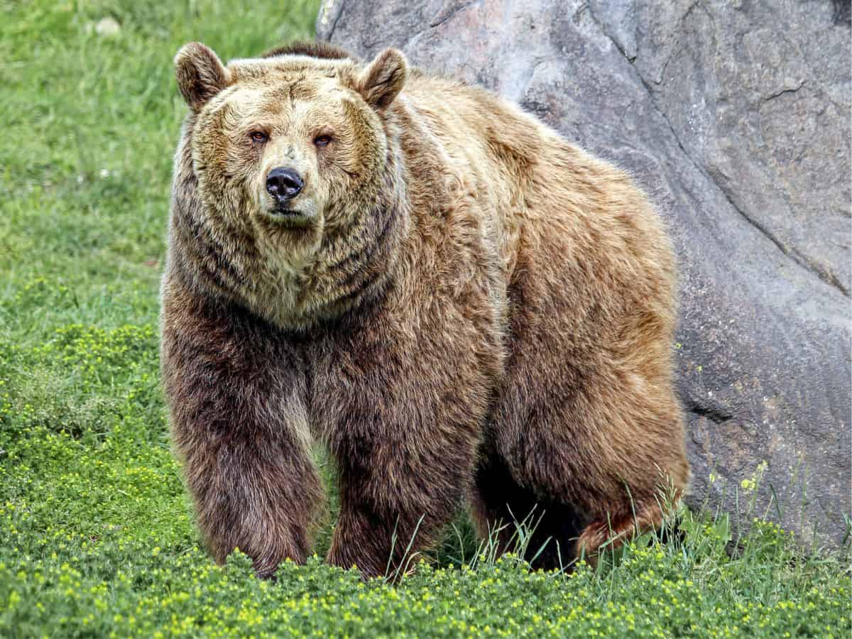 A large grizzly bear standing in a grassy meadow near Bozeman, Montana.