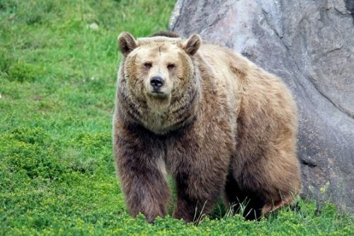 A grizzly bear in front of a large boulder