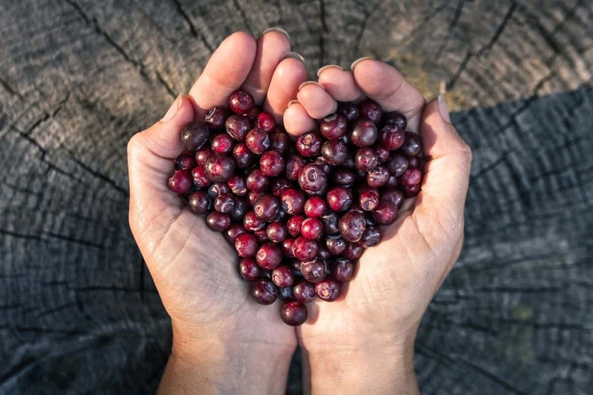Handful of Huckleberries
