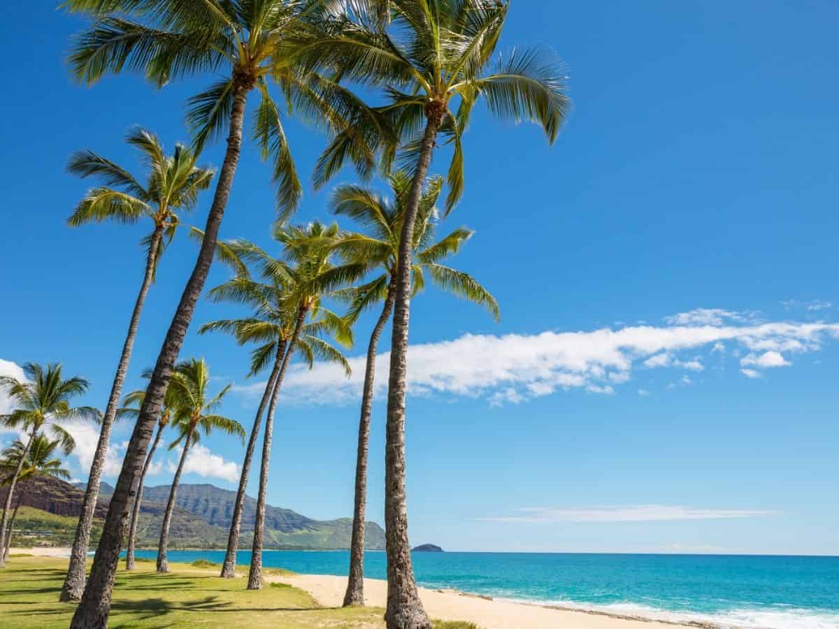 A tropical paradise with palm trees swaying in the breeze and a vivid blue sky overhead.