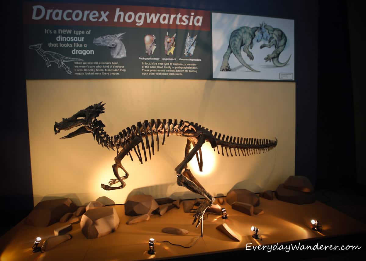 The Dracorex hogwartsia dinosaur at The Children's Museum of Indianapolis