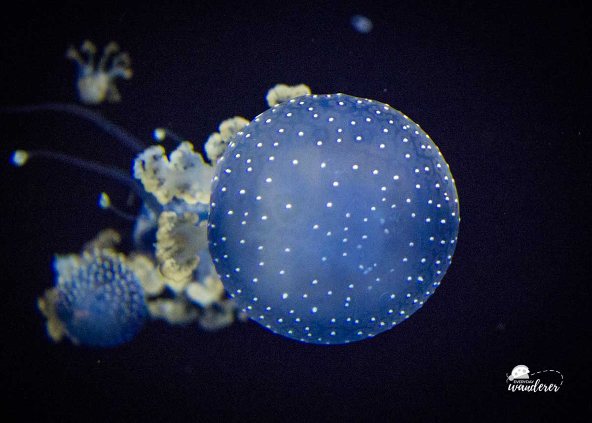 Jellyfish