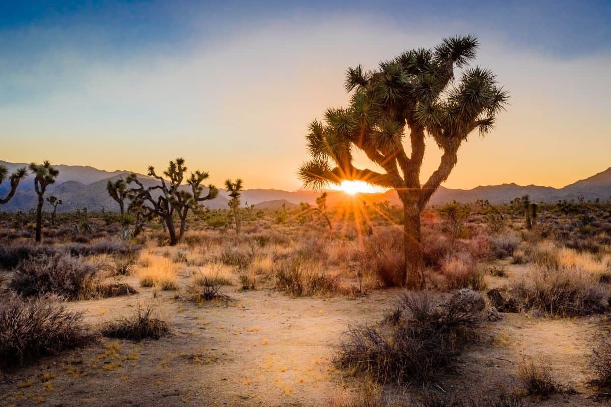Joshua Tree at sunset in Joshua Tree National Park