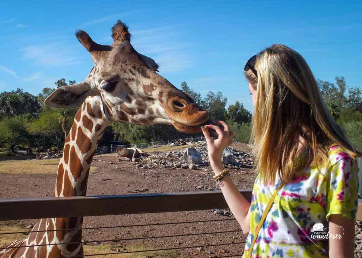 Juliette Feeds a Giraffe at the Phoenix Zoo