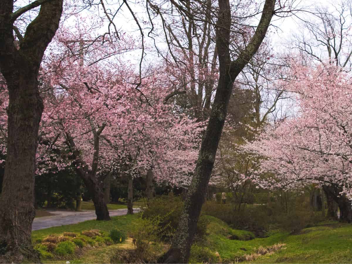 Kenwood Neighborhood in Bethesda MD - Canva