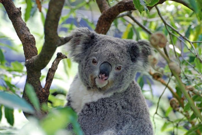 Watch koalas on live animal cams