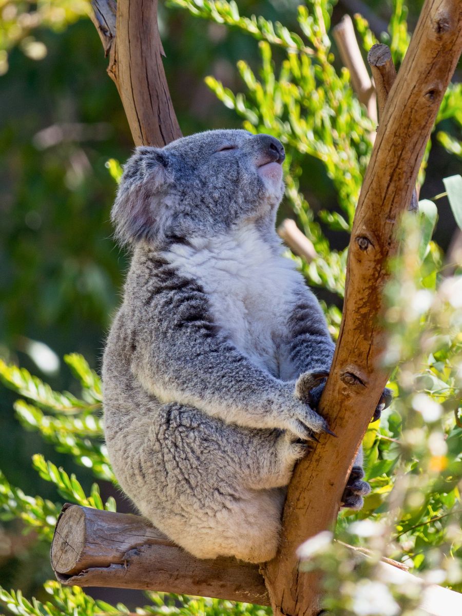 A koala sleeping on a tree branch with greenery in the background.