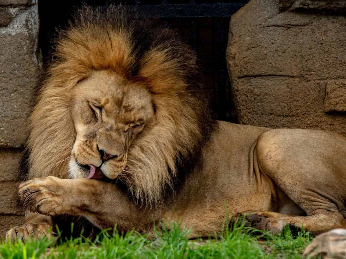 Lion licking his paw at the Tulsa Zoo