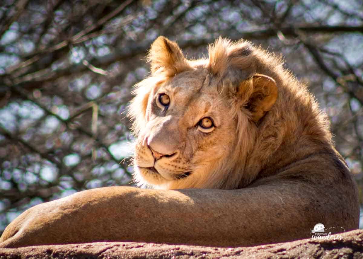 35+ Calming Live Animal Cams That Bring the World's Wildlife to You