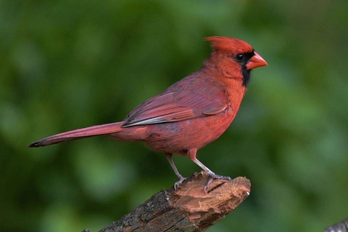 Male Northern Cardinal