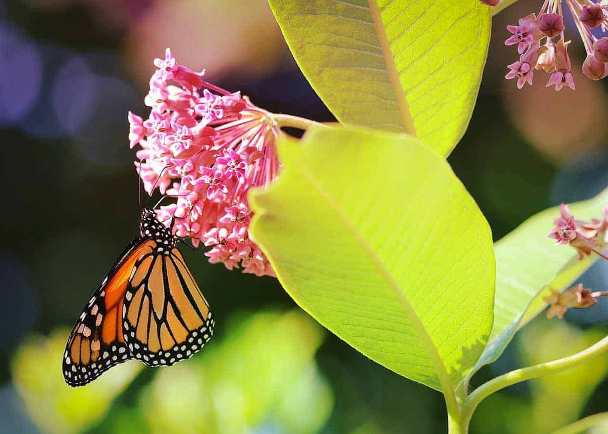Milkweed is found throughout Kansas