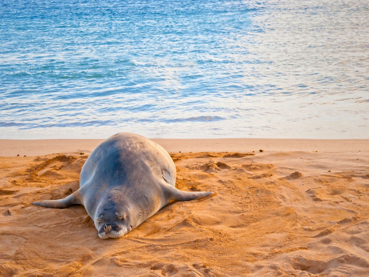 A seal resting on a sandy beach with the ocean in the background.