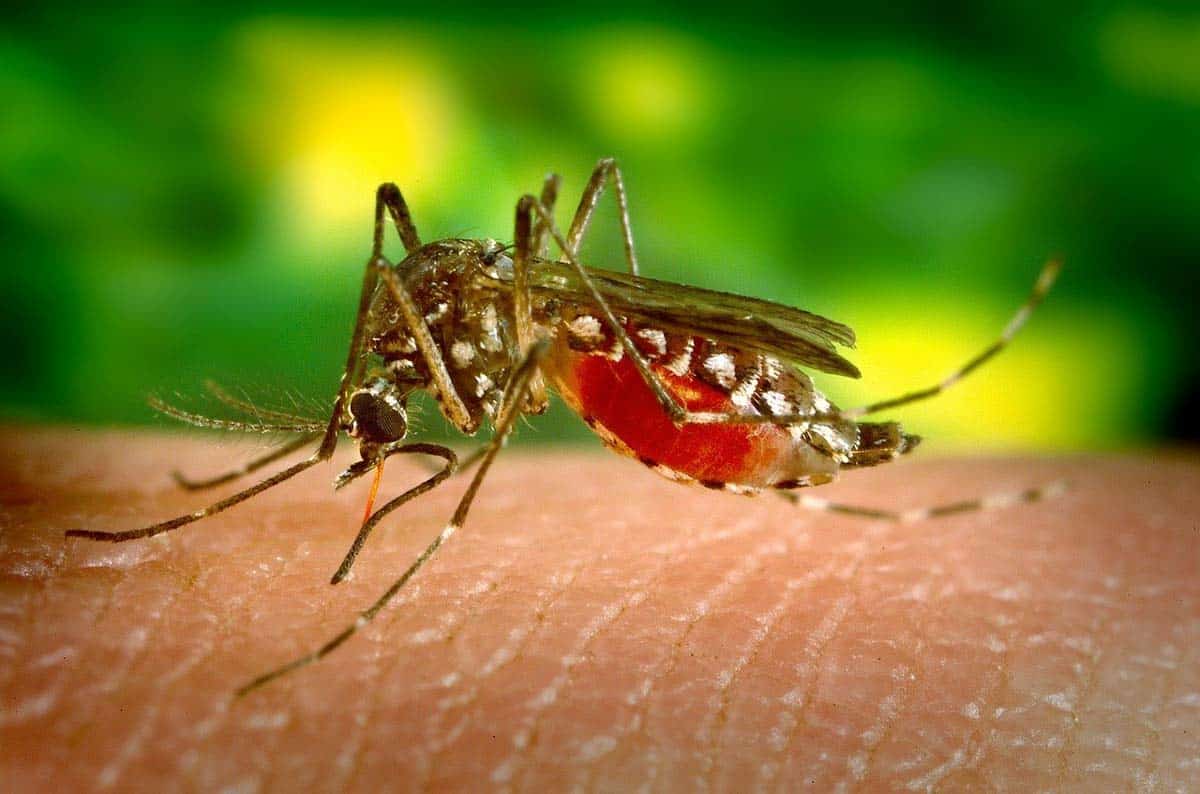 Use insect spray to prevent mosquito and tick borne illnesses.