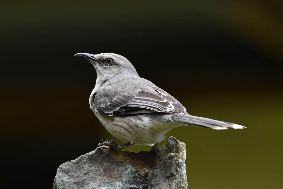 northern mockingbird