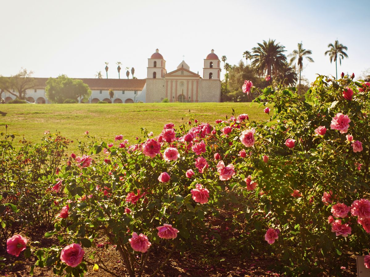 Pink roses in a garden with a historic mission-style building and palm trees in the background under a clear sky.