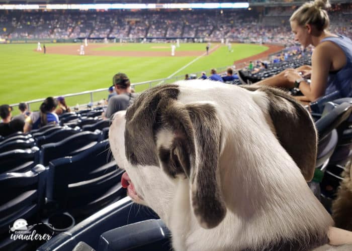 Oliver watching the Kansas City Royals play baseball during Bark at the Park