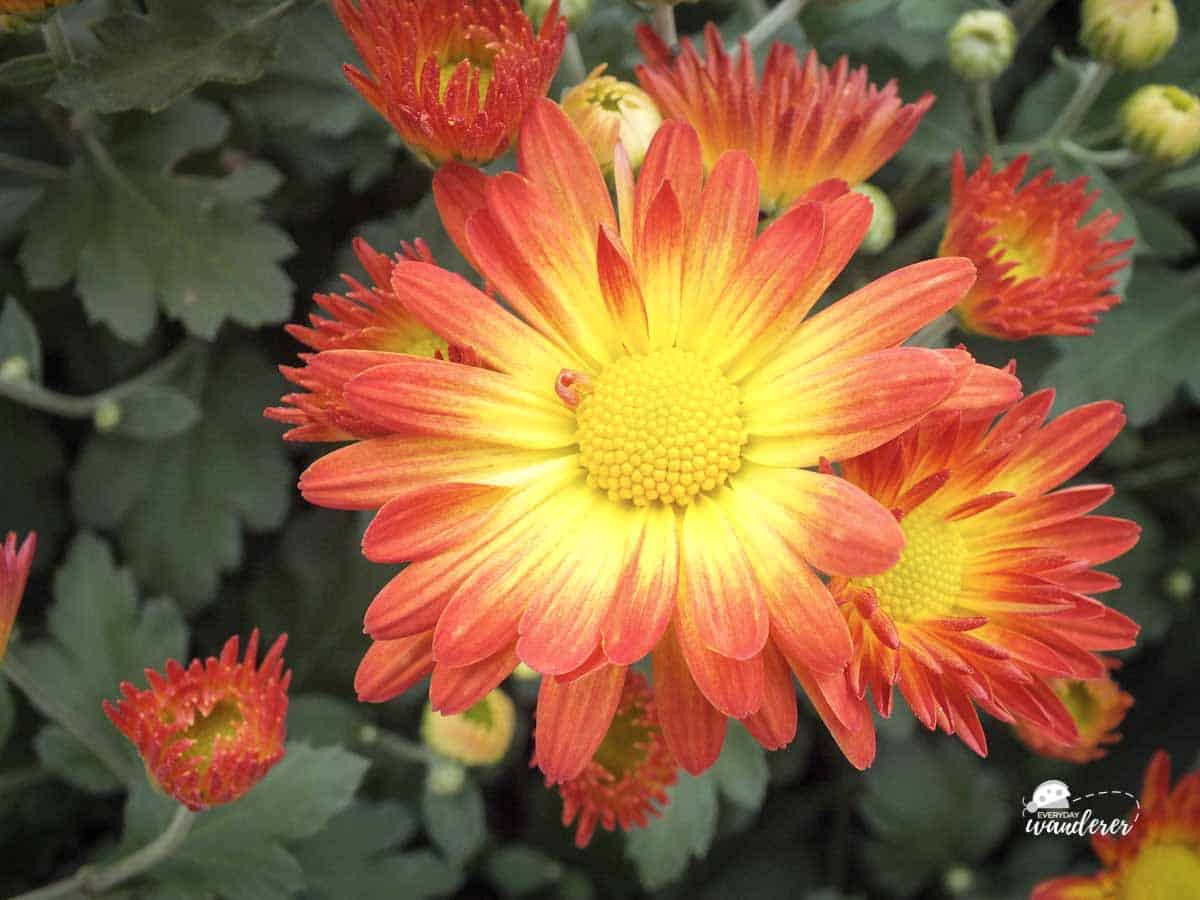 Exploring botanical gardens are a fun outdoor activities in Kansas City