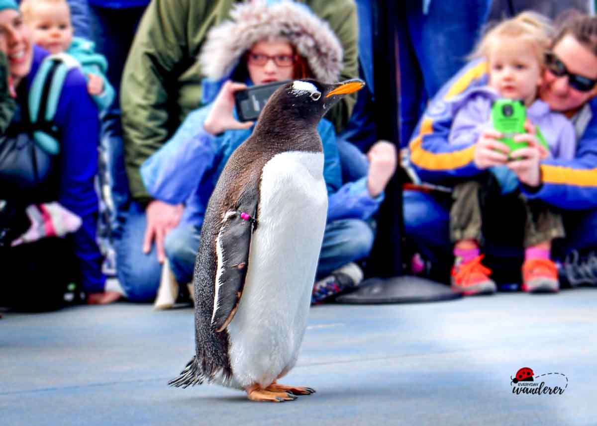 A penguin enjoying the penguin march at the KC Zoo