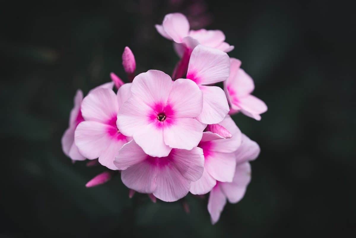 Phlox are colorful native Kansas flowers
