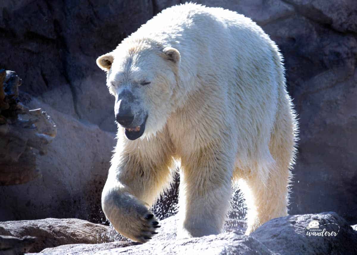Watch polar bears on live animal cams