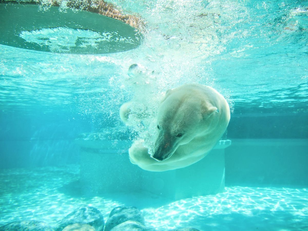A polar bear swims underwater, surrounded by bubbles and dive formations, in a clear water enclosure. Rocks and part of a structure are visible in the background.
