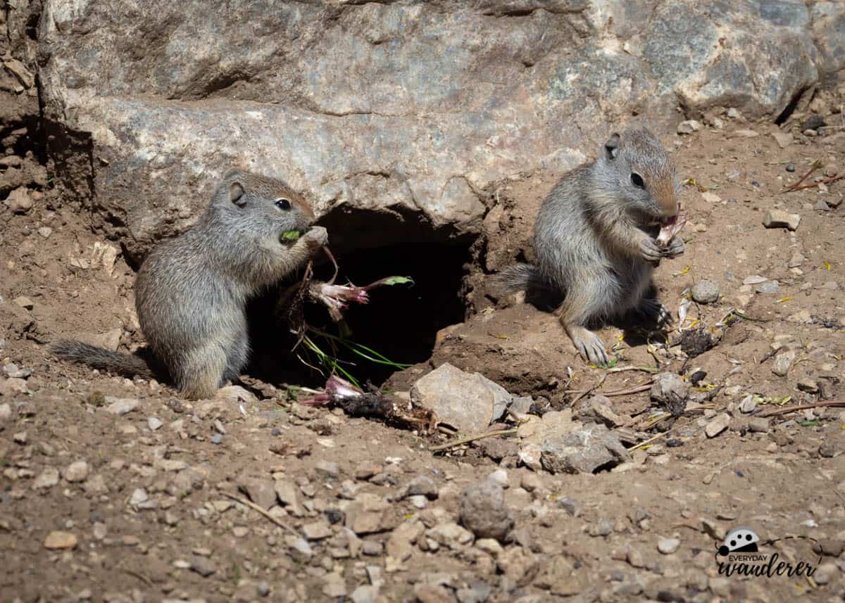 Prairie dogs in Montana