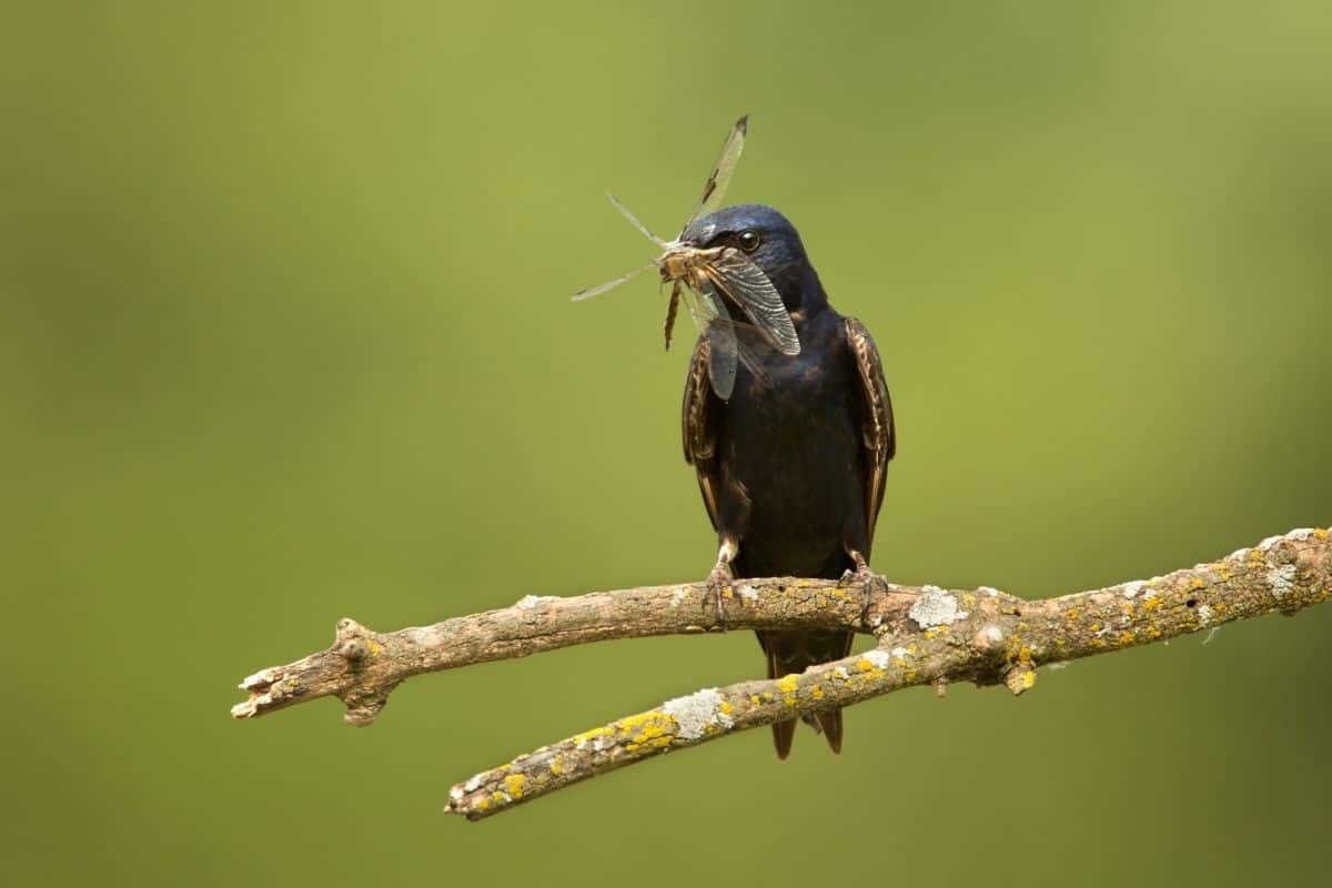 Purple Martin