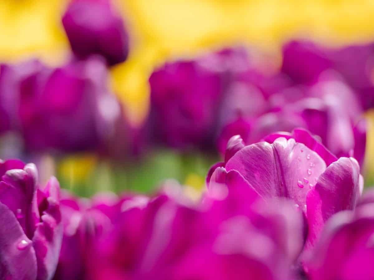 Purple tulips blooming in a field.