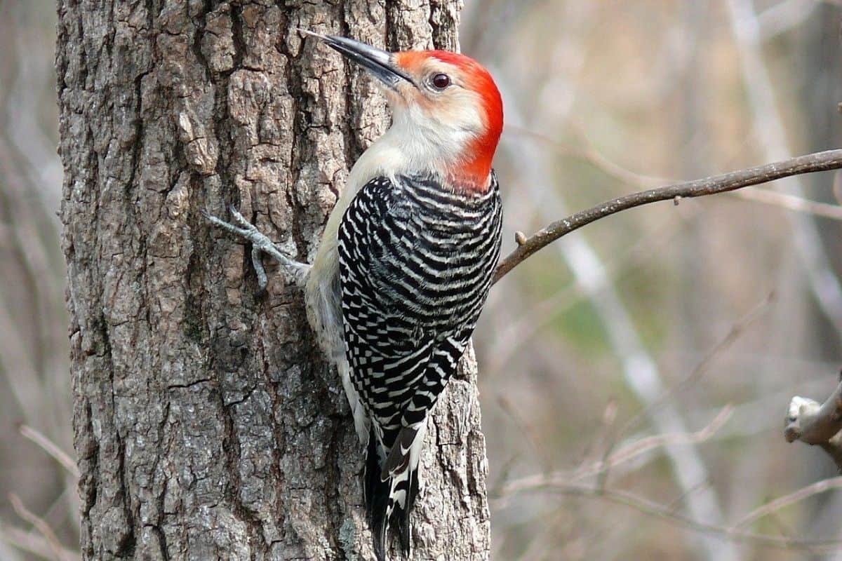 A red-bellied woodpecker hugs a tree