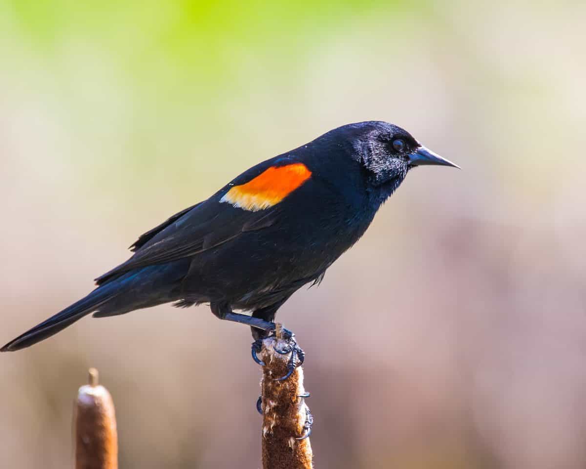 Red Winged Blackbird