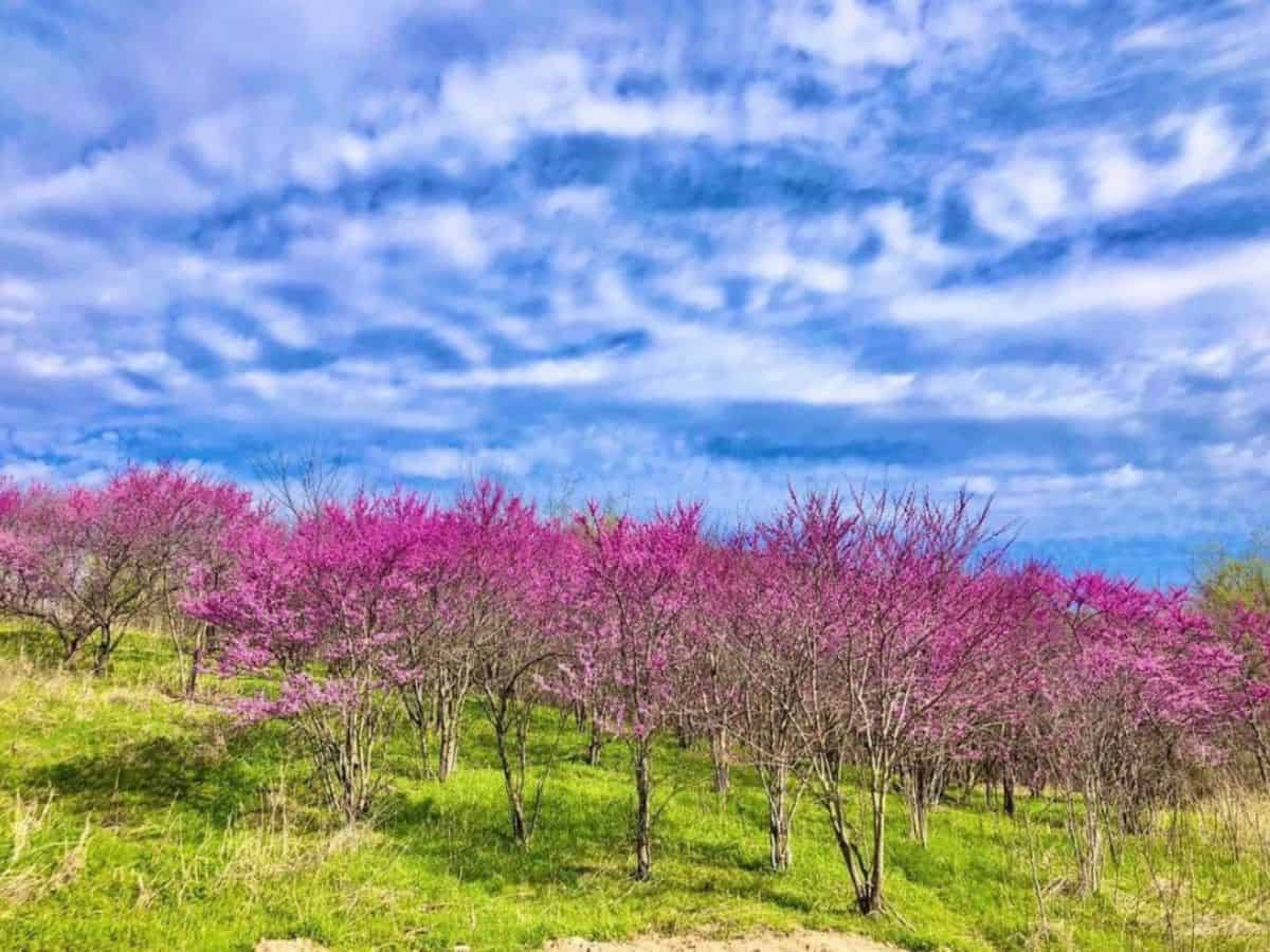 Redbud grove at Turkey Mountain Urban Wilderness Area in Tulsa, OK