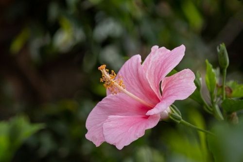 Pink mallow