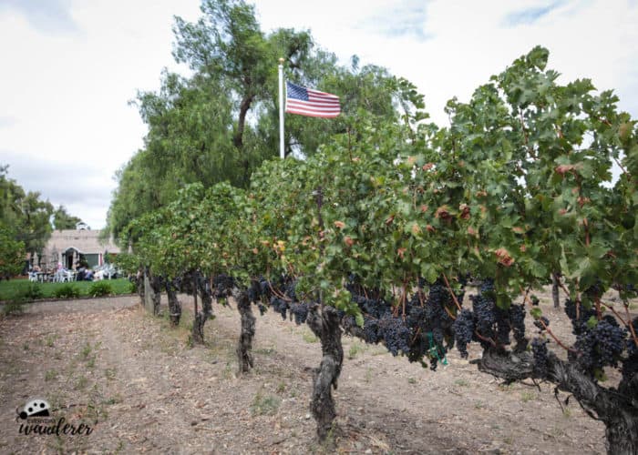 Grape vines at Retzlaff Winery in Livermore.