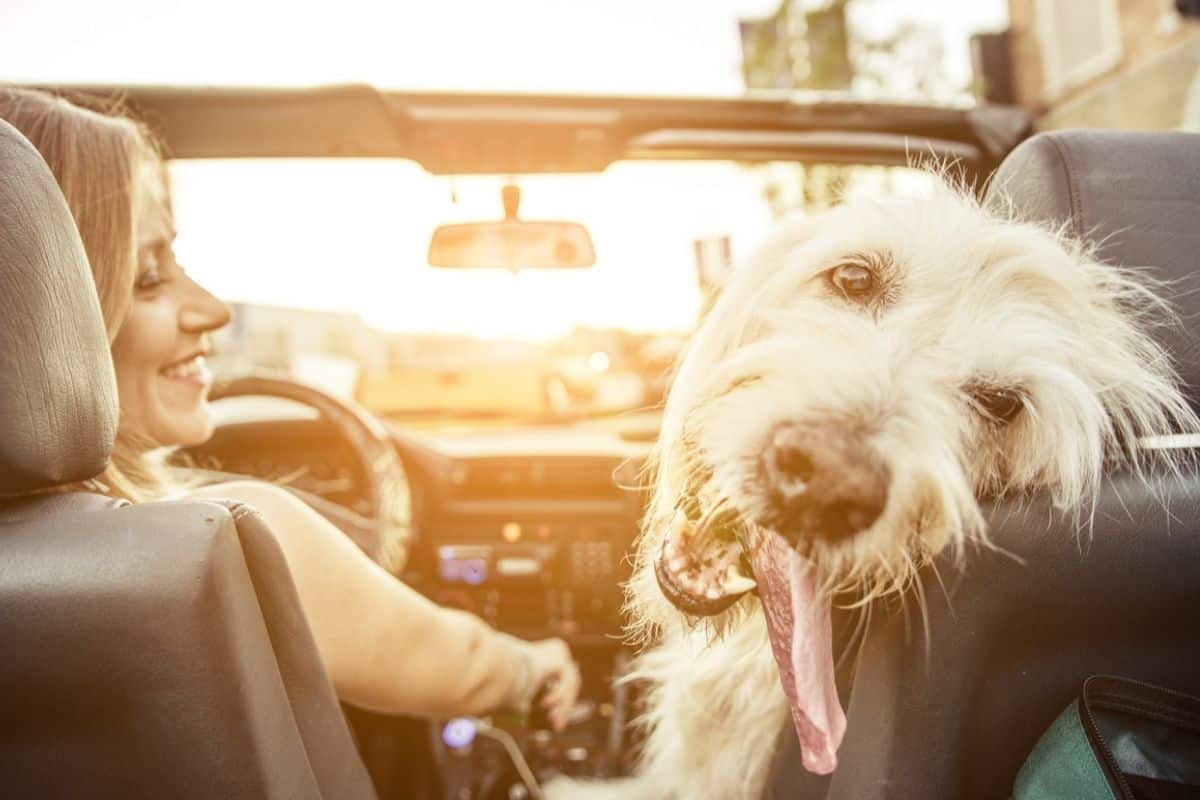 Dog in the front seat of a car looking into the back seat