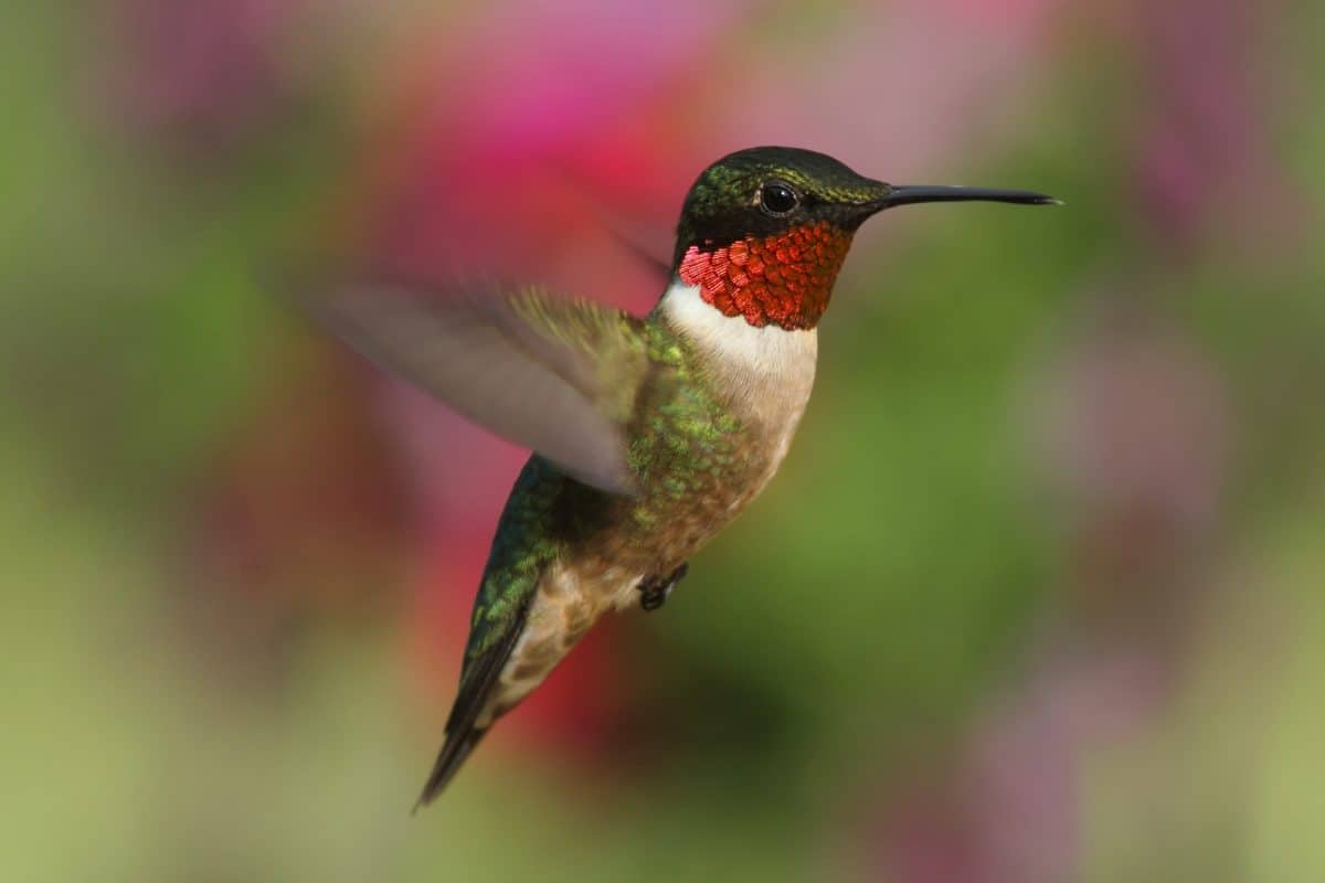 Ruby-Throated Hummingbird